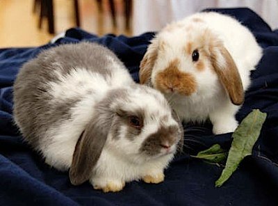 A pair of two-month-old Holland Lops by Claire Madridspain Flynn