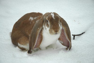 English_Lop_Rabbit by Øyvind Holmstad