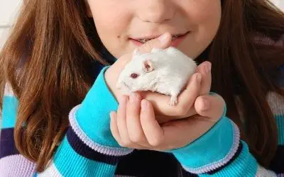 Gerbil being held by owner - Tech Guide Central
