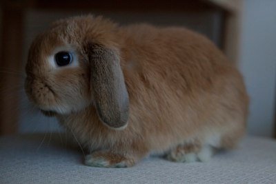 Miniature Lop - Side View by Miniaturelop