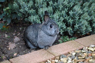 Netherland_Dwarf_On_Brick by DestinationFearFan