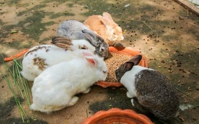 Rabbits socializing tend to live longer