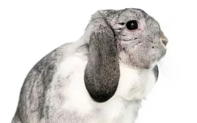 Rabbit with a medium sized dewlap