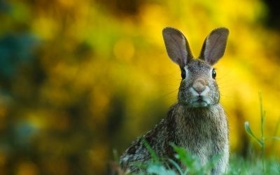 Rabbit with all ears open listening curiously