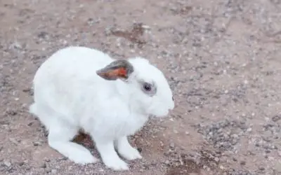 Hunched rabbit vomiting