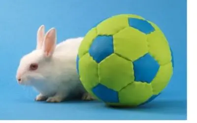 Rabbit and his ball - Tech Guide Central
