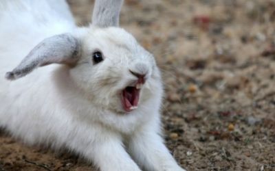 Angry rabbit grunt and showing teeth