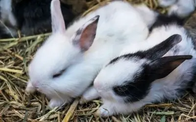 More rabbits bonding together litter box