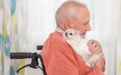 Rabbit as pets for senior citizens bonding - About Everything Pets