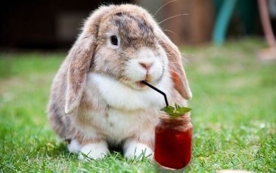 Rabbit drinking fruit juice from a straw - About Everything Pets