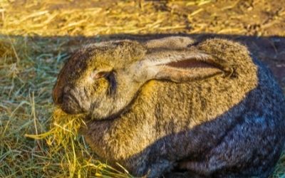 Rabbit eating hay - Family Guide Central