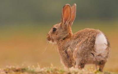 Wild rabbit broken leg - About Everything Pets