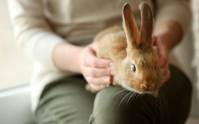 Can rabbits sitting on your lap - About Everything Pets