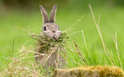 Mother rabbit building nest - About Everything Pets