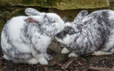 Rabbit bonding - Tech Guide Central