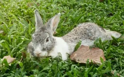 Rabbit laying on side - AboutEverythingPets.com