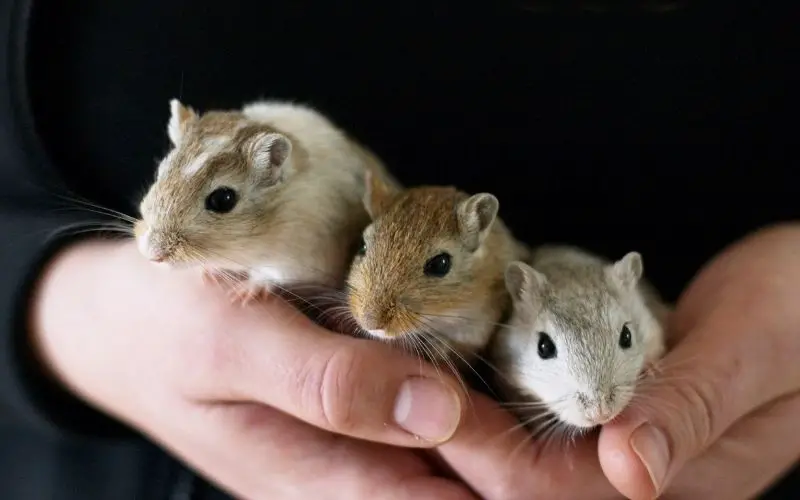 3 gerbils being help by one hand - Tech Guide Central