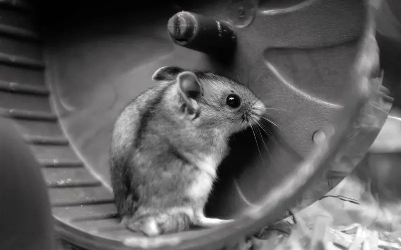 Gerbil in a hamster wheel