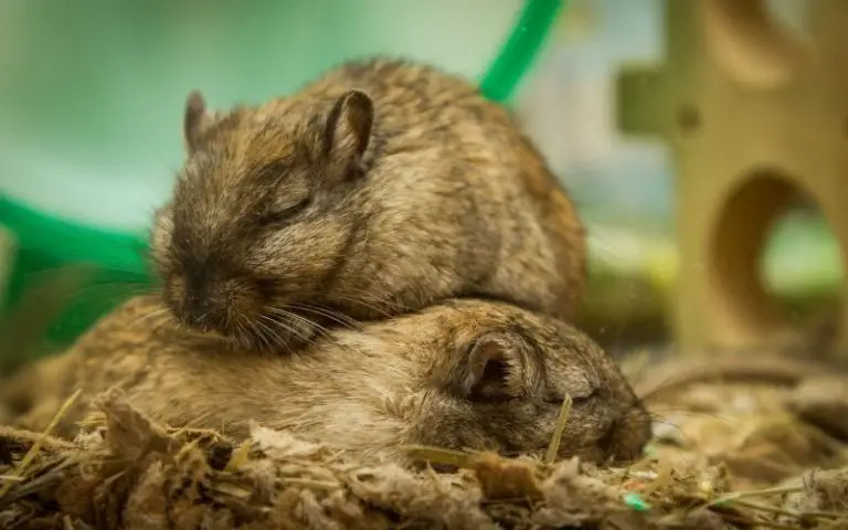 Does Your Gerbil Smell? Here’s What You Have to Do!