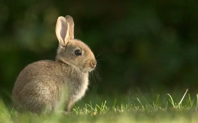 Why Rabbits Can Live a Long Time: Guide to Expected Lifespan