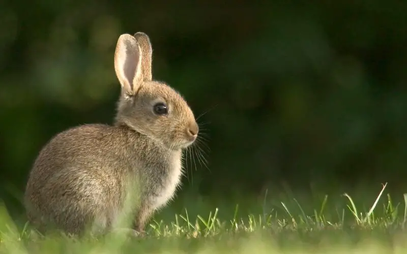 How long do rabbits live?