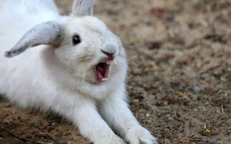 Rabbit screaming what is it saying