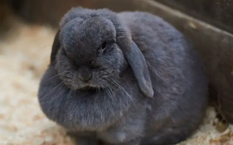 What is a Dewlap? The Curious Case of the Unusual Double-Chin Rabbit