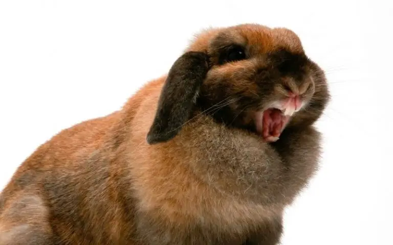 Why is My Rabbit Grunting? ALL the Reasons Why!