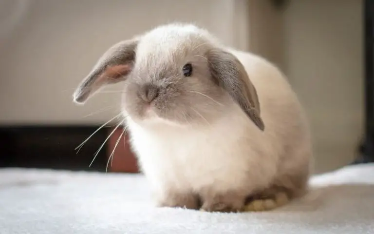 How Big Do Mini Lop Rabbits Grow? From Birth to Old Age!