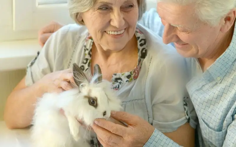 Rabbit as pets for senior citizens - About Everything Pets
