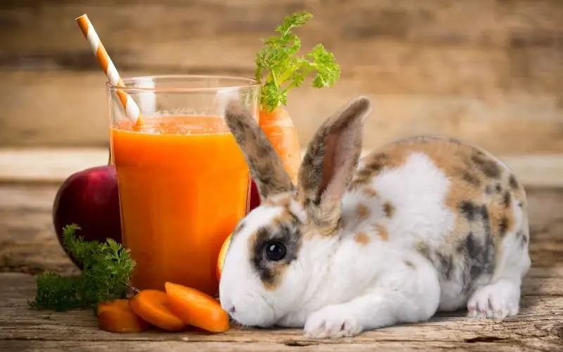 Rabbit drinking fruit juice - About Everything Pets