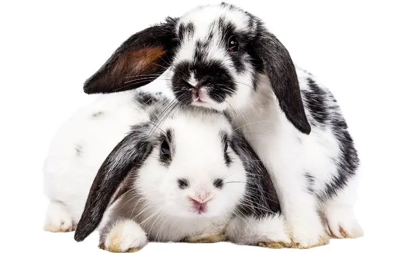 Rabbits bonding together