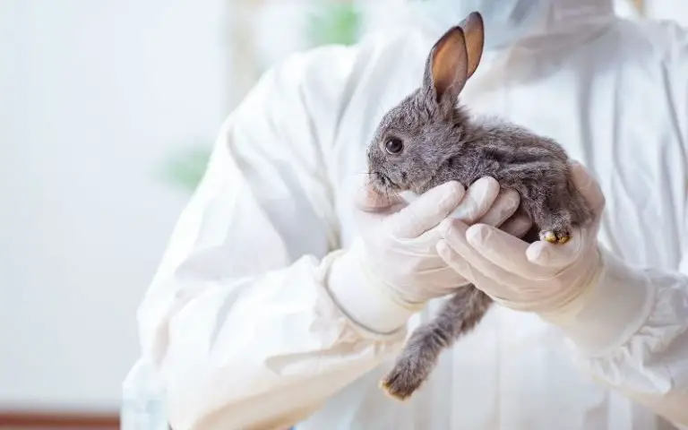 Can a Wild Rabbit Survive a Broken Leg? Should I help it?