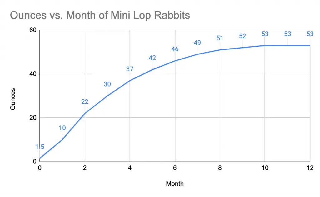 How Big Do Mini Lop Rabbits Grow? From Birth to Old Age! - About Everything Pets