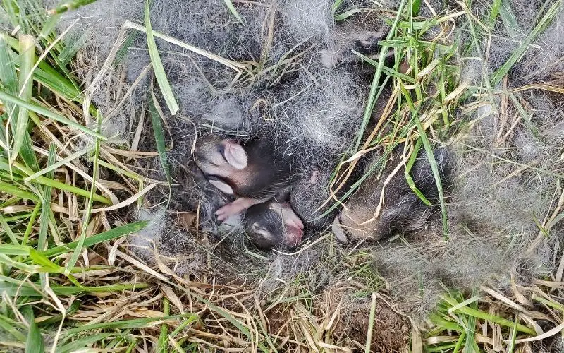 Baby rabbits in a nest - About Everything Pets