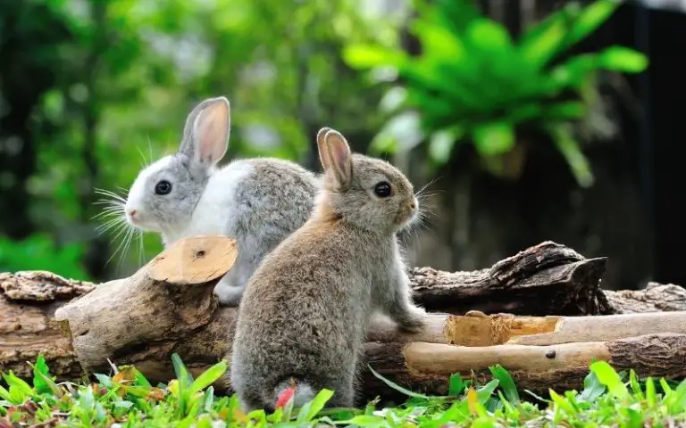 What are the Differences Between a Male and Female Rabbit?
