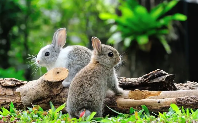Male vs female rabbit - About Everything Pets