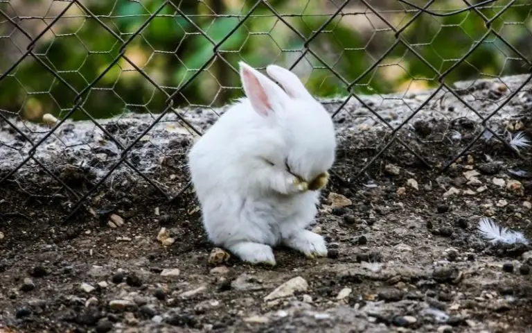 How Do Rabbits Deal with Loss? Your Role in Rabbit Grievances
