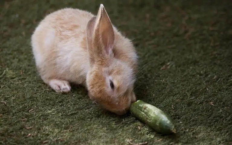 Can Rabbits Eat Cucumbers? (The Complete Guide & Explanation!)