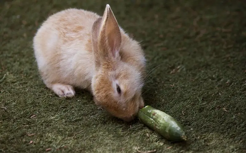Rabbit eating cucumber - About Everything Pets