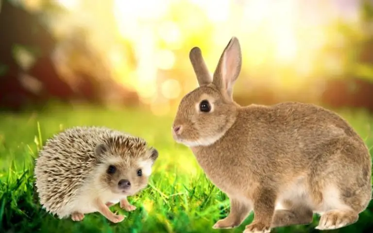 Rabbit vs Hedgehog: Which is Better as a Pet? (Deciding Factors Revealed)