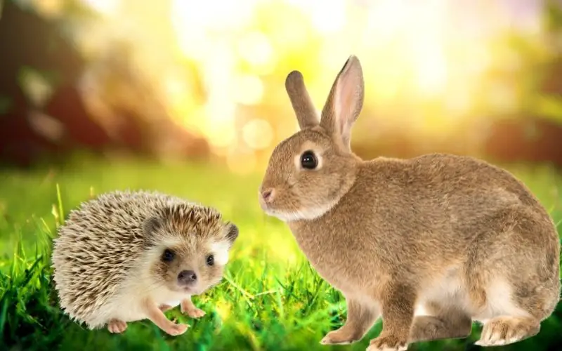 rabbit vs hedgehog - About Everything Pets