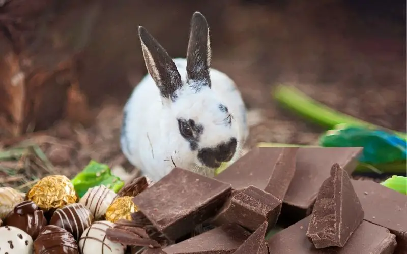 Rabbit eating chocolate - About Everything Pets