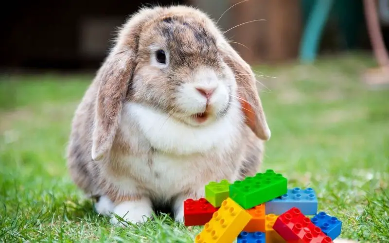 Rabbits eating plastic - About Everything Pets