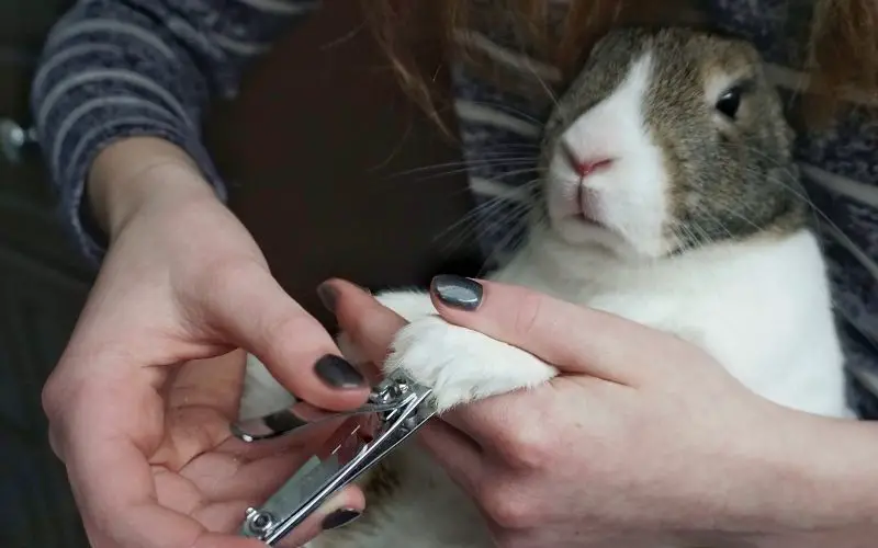 Rabbit nails ripped off - About Everything Pets