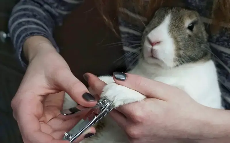 What To Do If Your Rabbit's Toenail Gets Ripped Out: Emergency Procedures –  About Everything Pets
