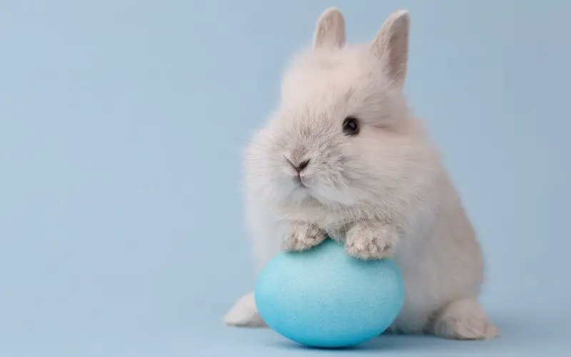 Easter bunny eggs - About Everything Pets