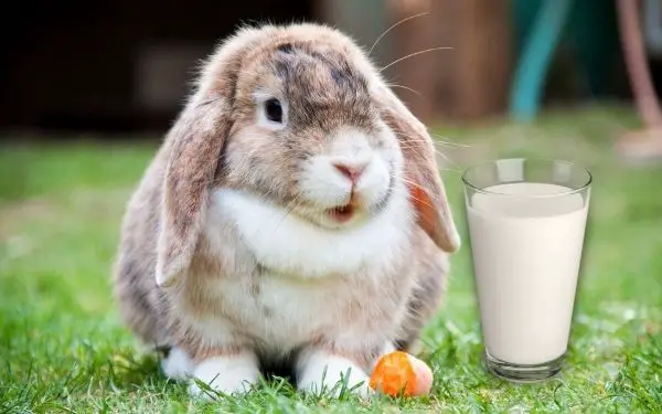 Can Rabbits Drink Milk? (Dangers Revealed But There’s Hope!)