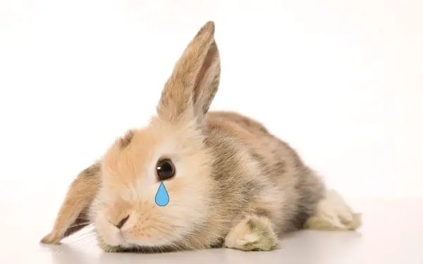 Rabbit crying - AboutEverythingPets.com