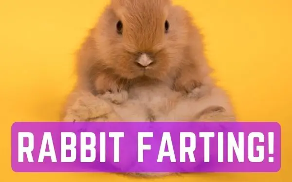 Rabbit farting - FamilyGuideCentral.com